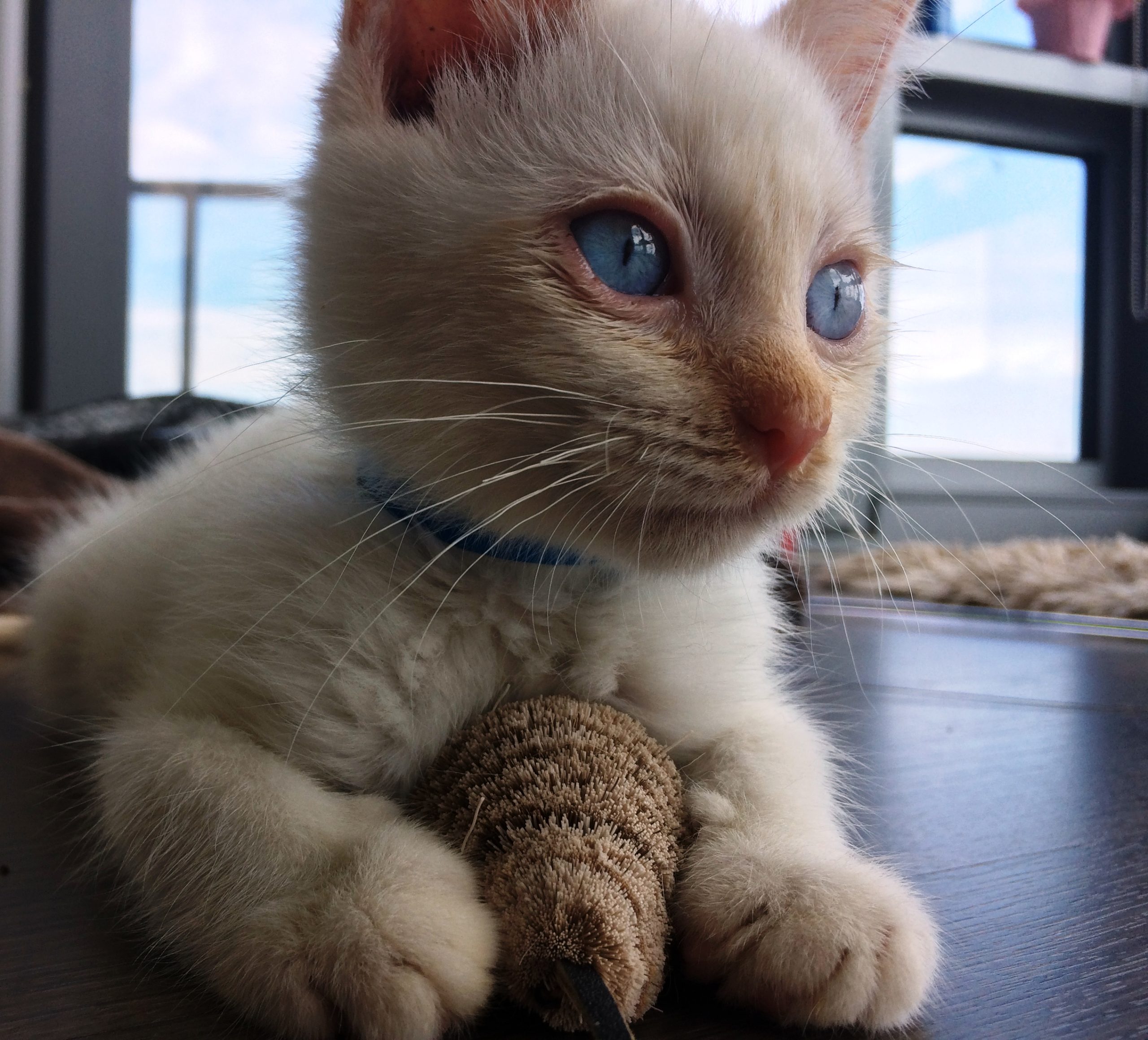 Blue eyes