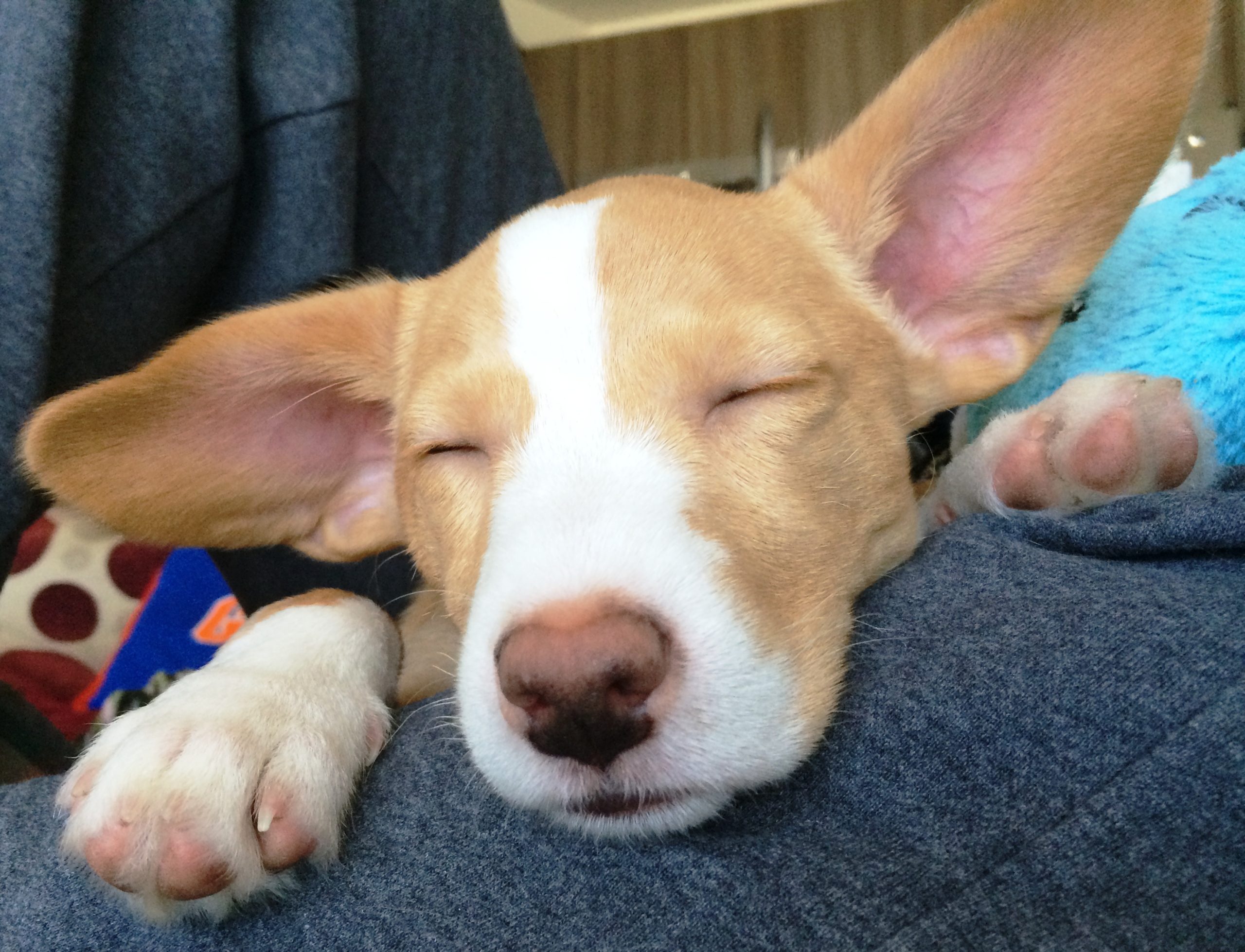 Sleepy Wendy